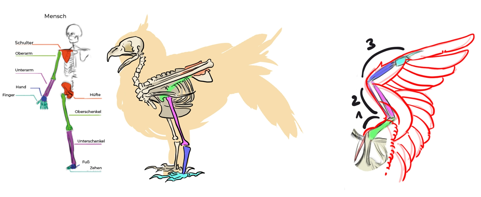 Erläuterndes Schema des Eulenskeletts