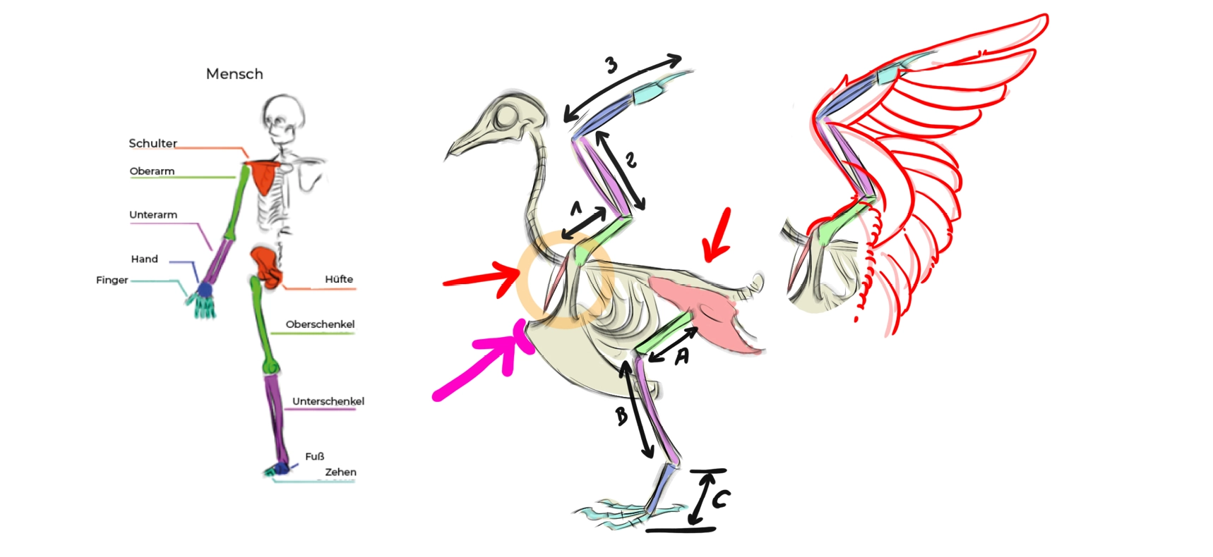 Schematische Darstellung des Aufbaus einer Schwalbe für die Zeichnung