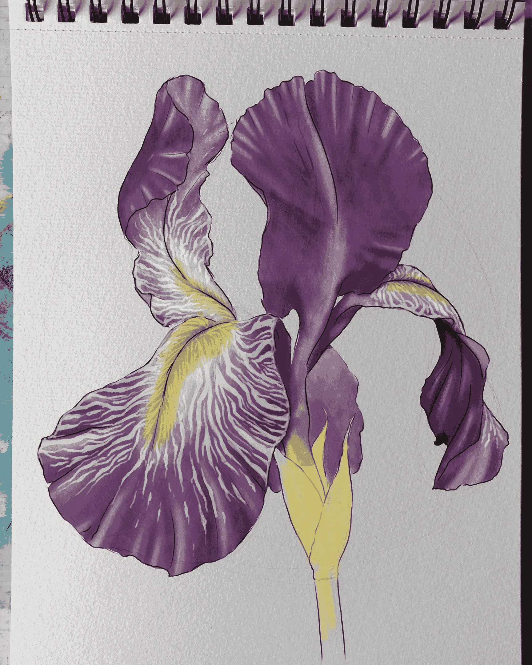 dessiner les contours d’un iris