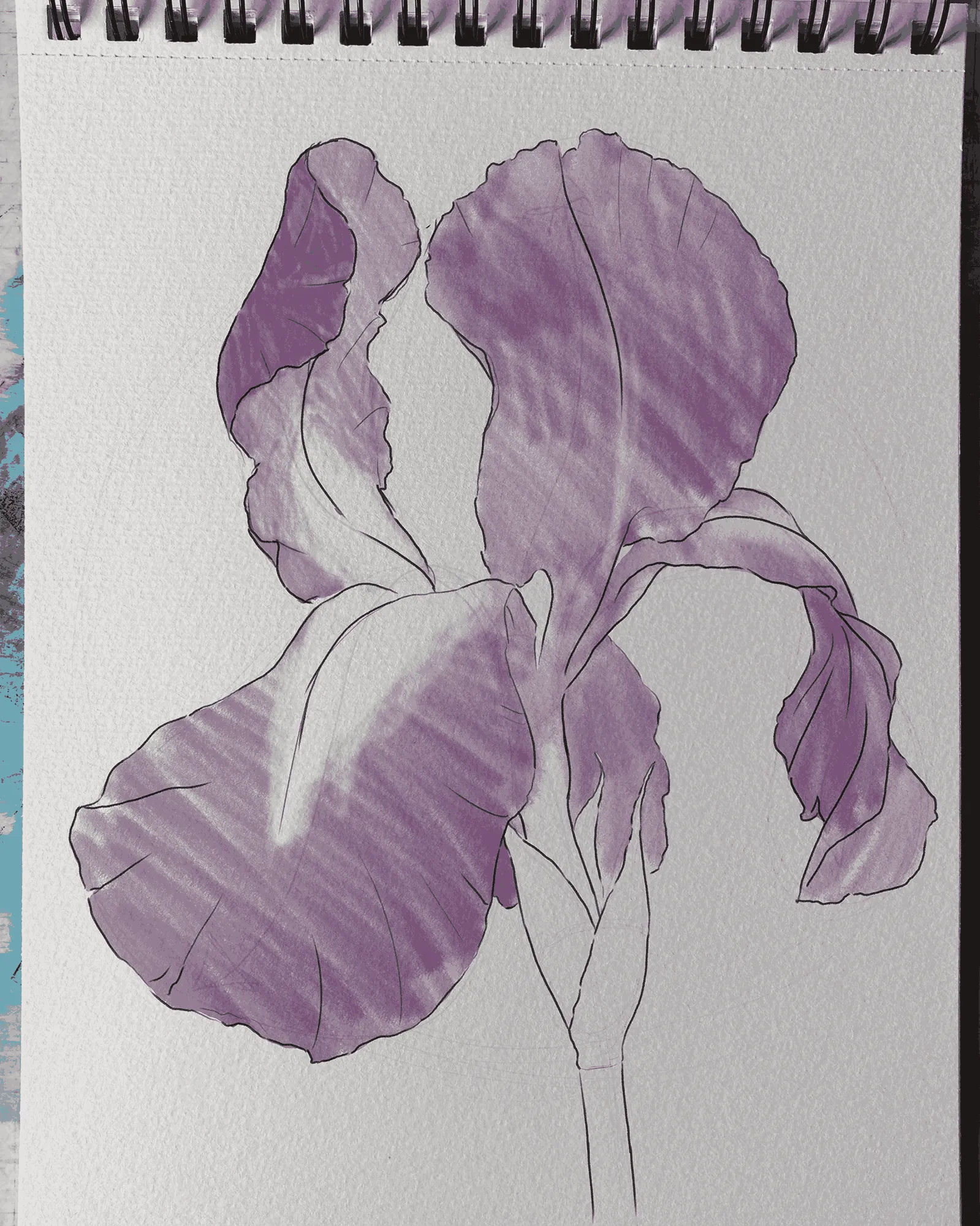 dessiner la couleur d’un iris