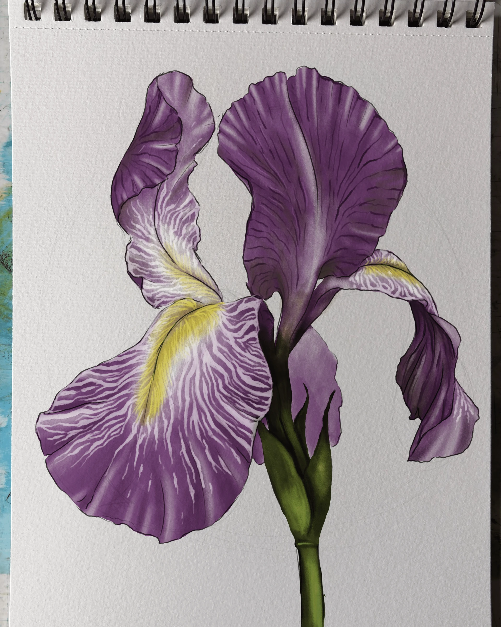 dessin d’iris