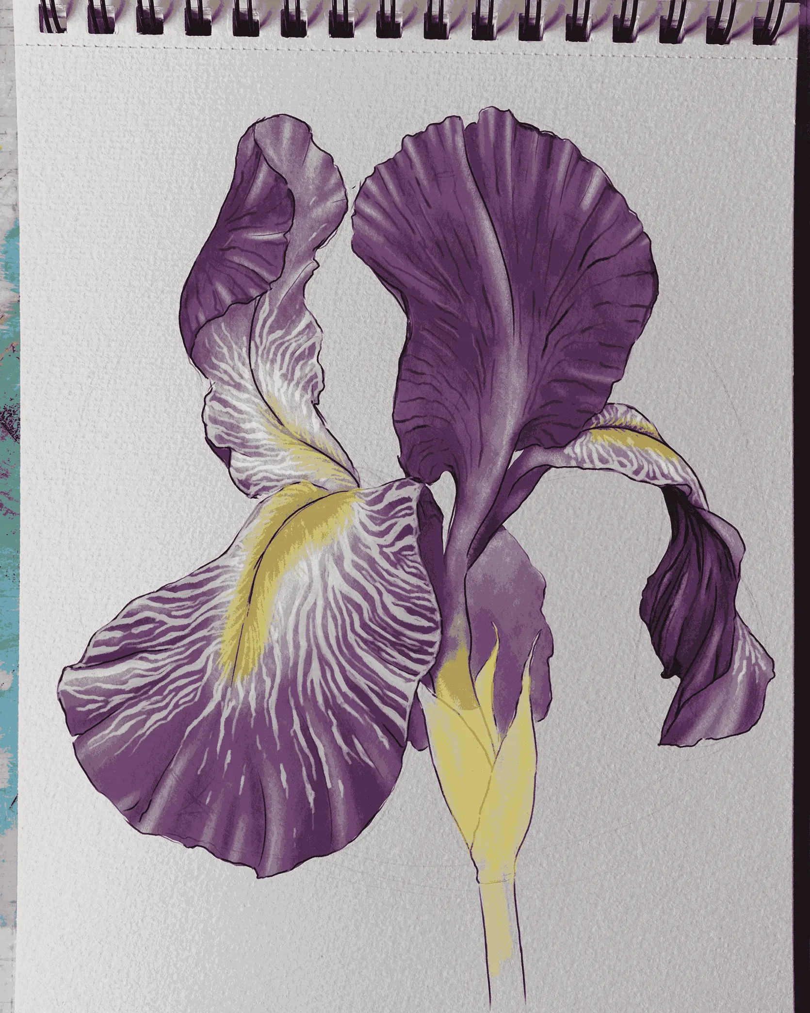 dessiner les ombres d’un iris