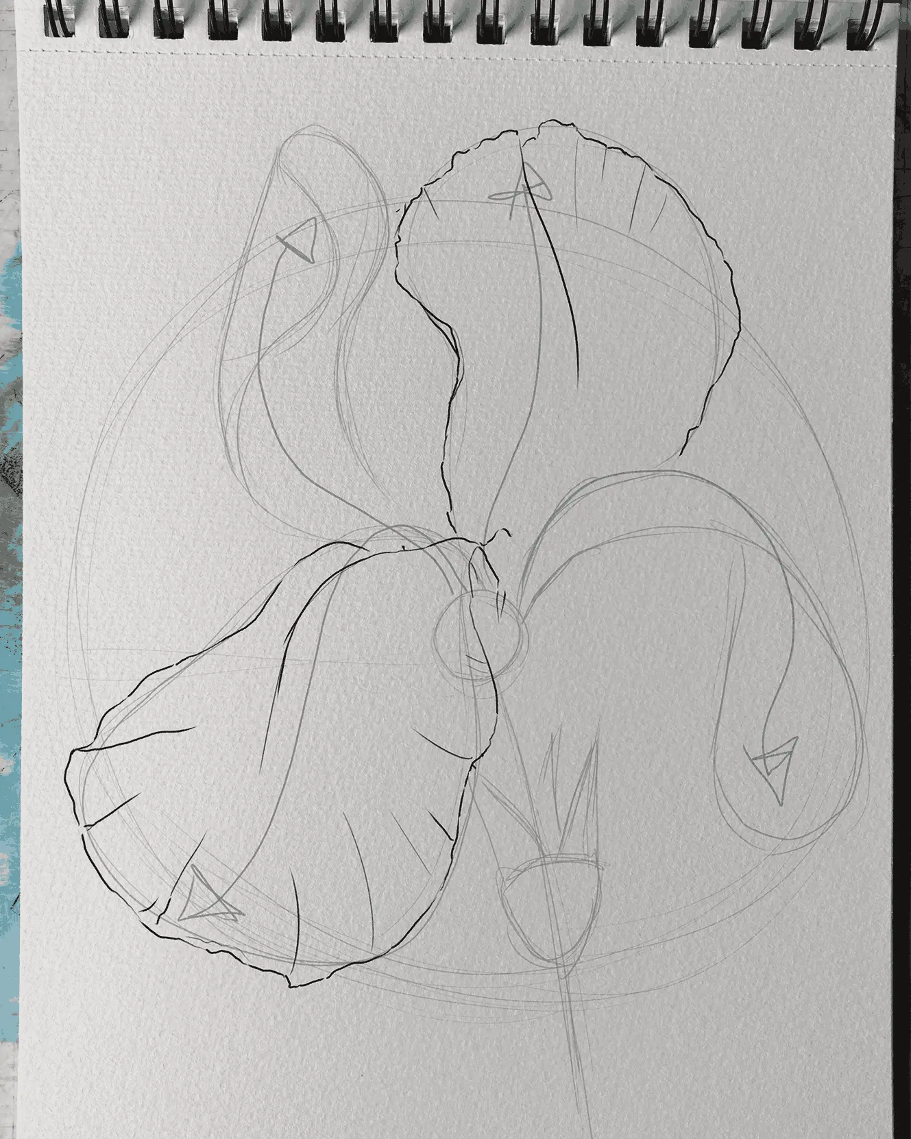 dessiner les pétales ouverts d’un iris