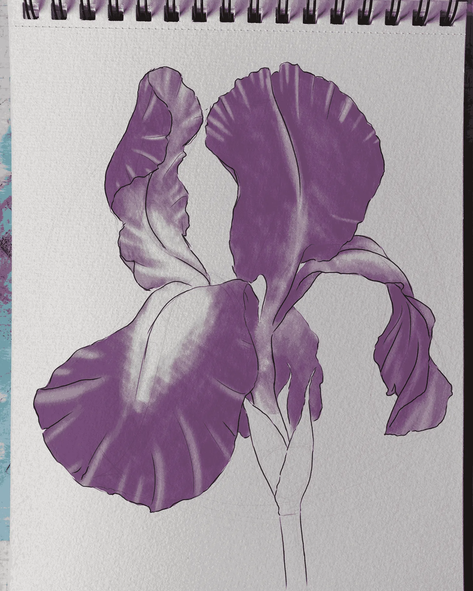 dessiner les plis d’un iris