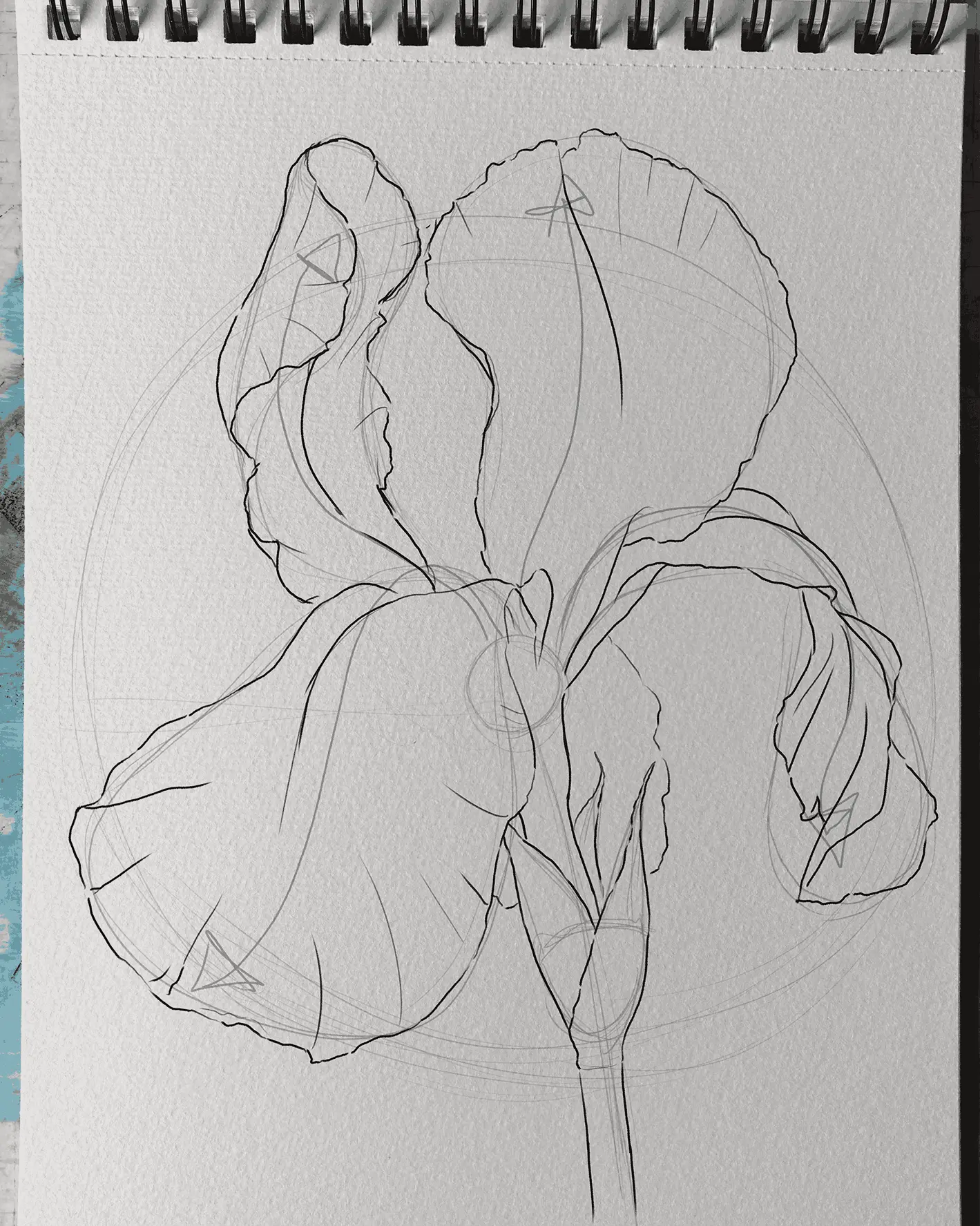 dessiner la tige d’un iris