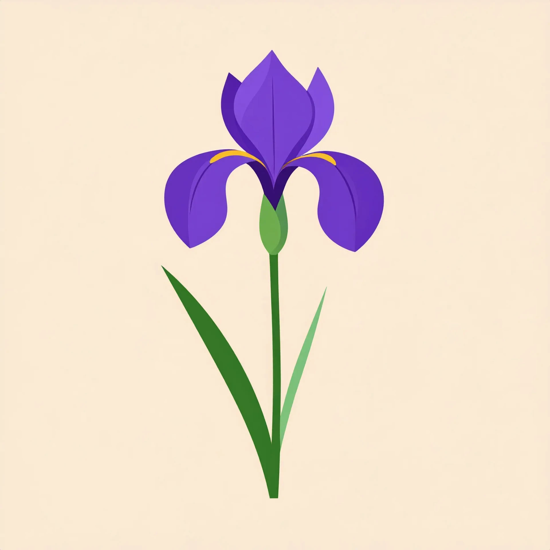illustration d’un iris
