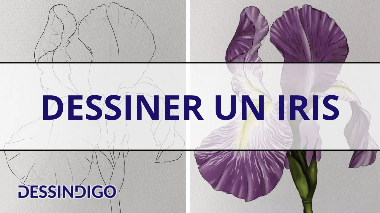 Dessiner un iris
