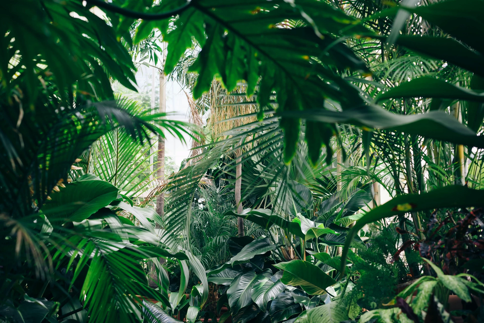 photo de la jungle