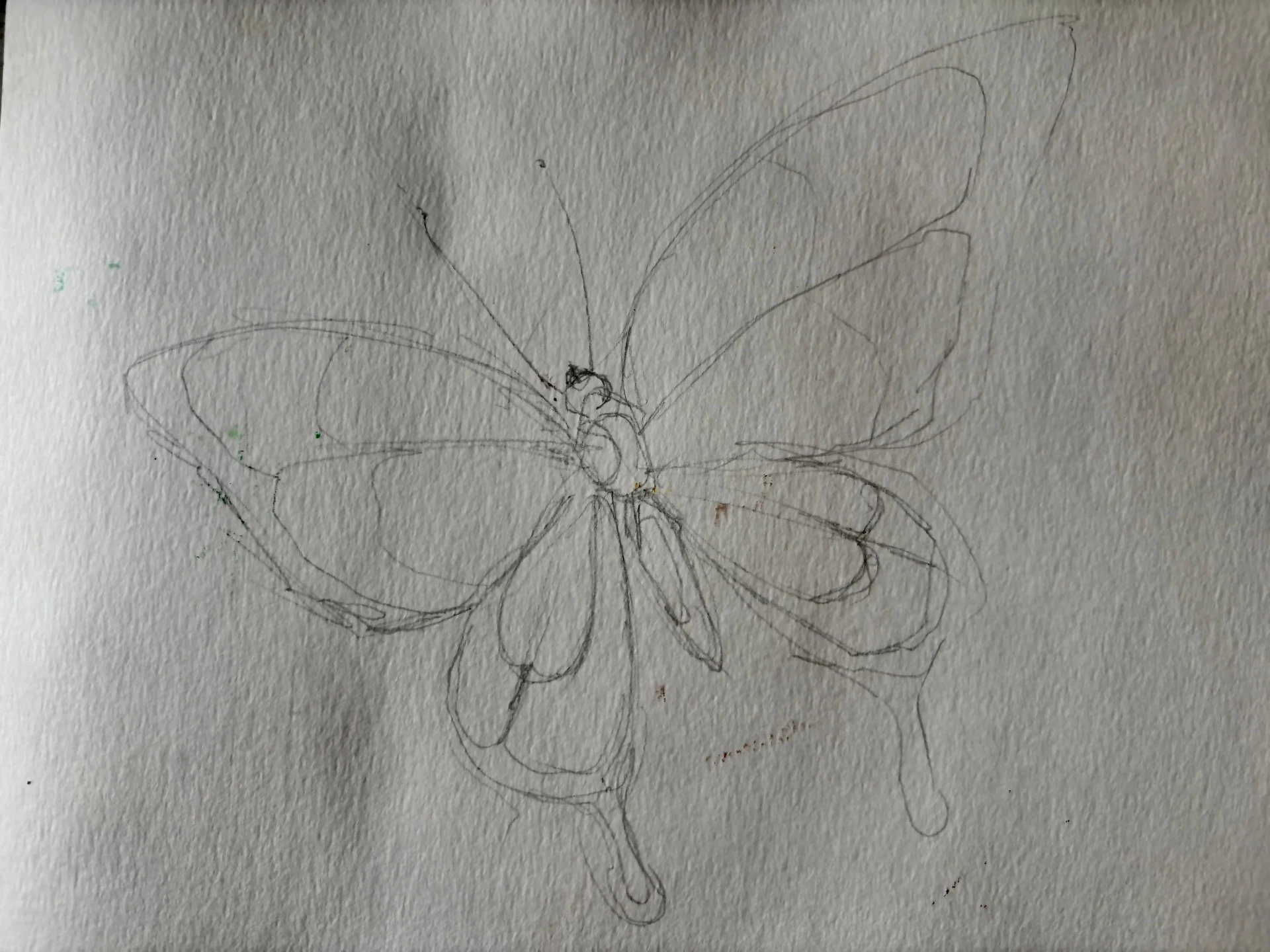 dessiner le croquis d’un papillon