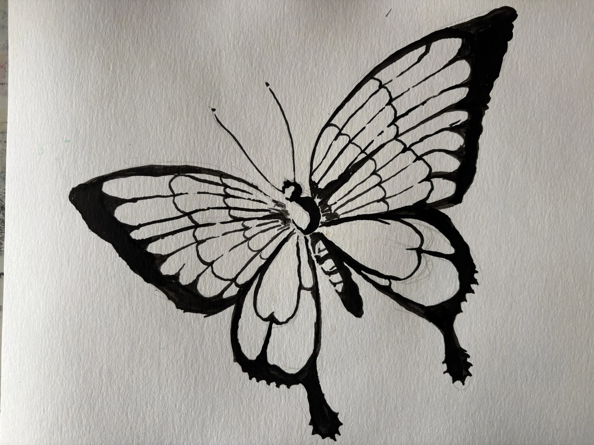 encrer son dessin de papillon à l’encre de chine