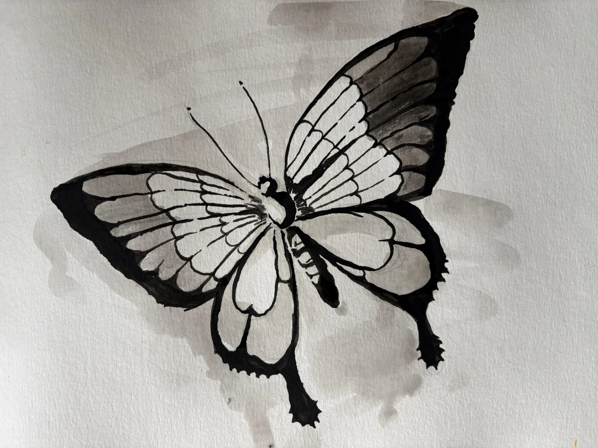 appliquer un lavis à l’encre de chine au dessin de papillon
