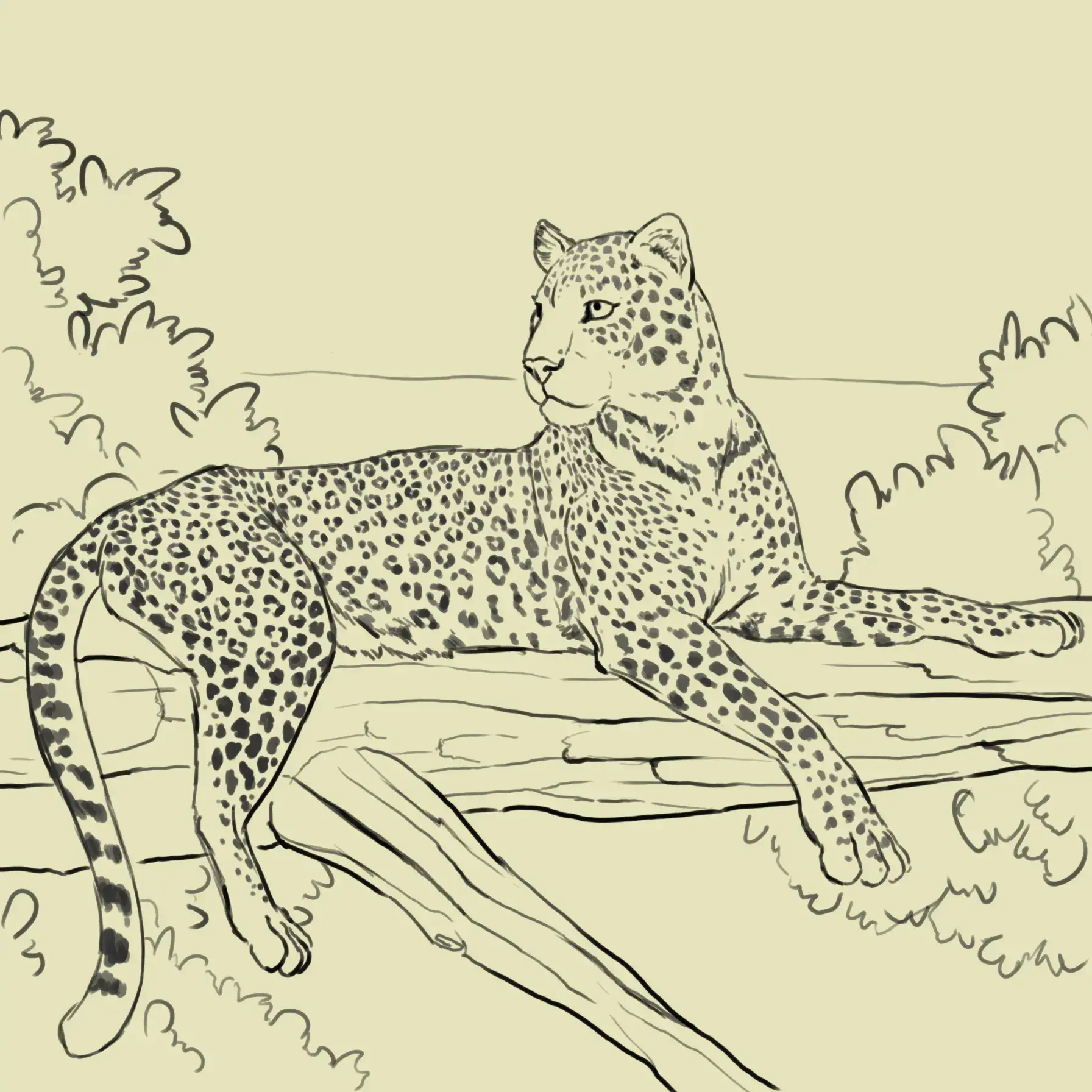 dessiner la couleur d’un léopard