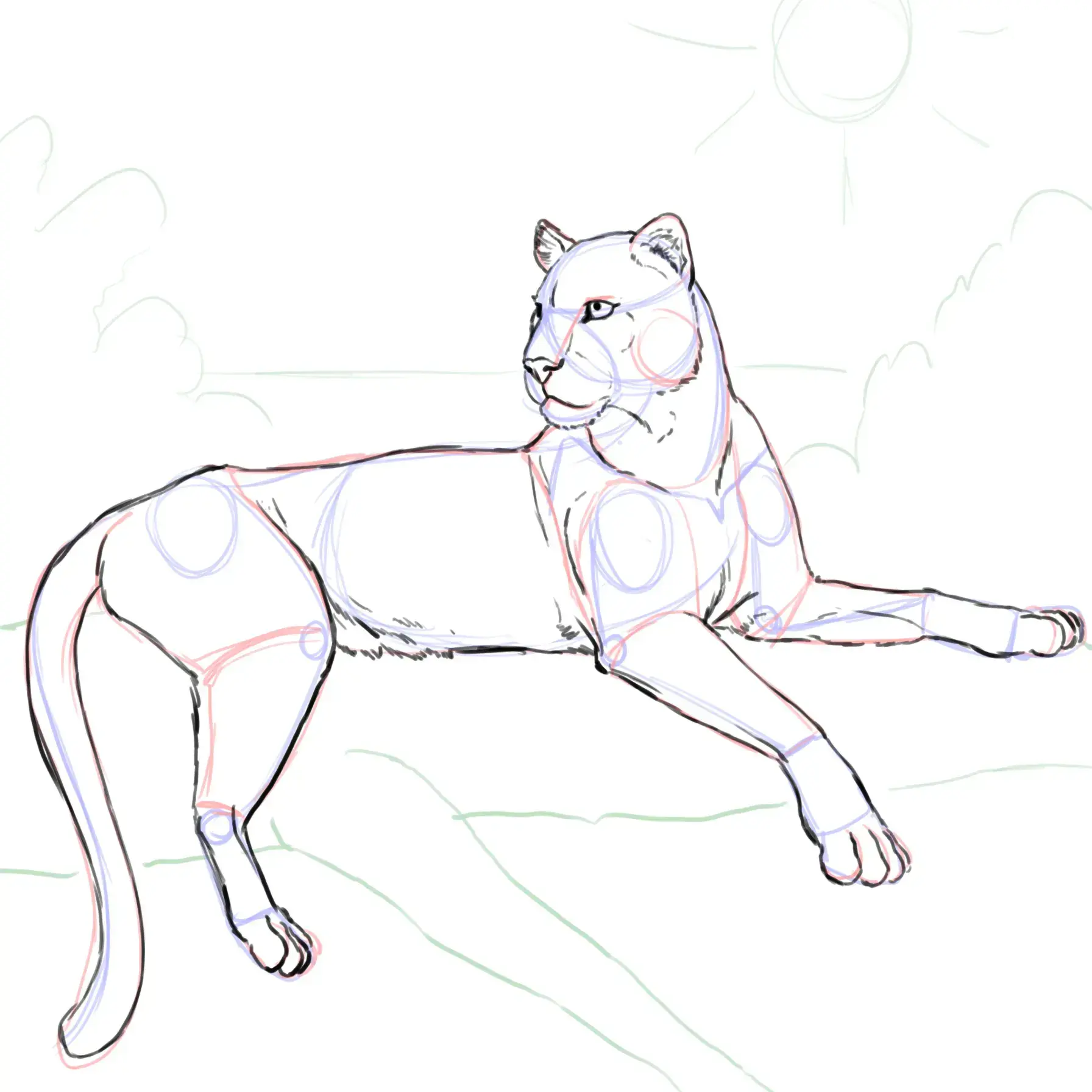 dessiner les pattes arrière d’un léopard