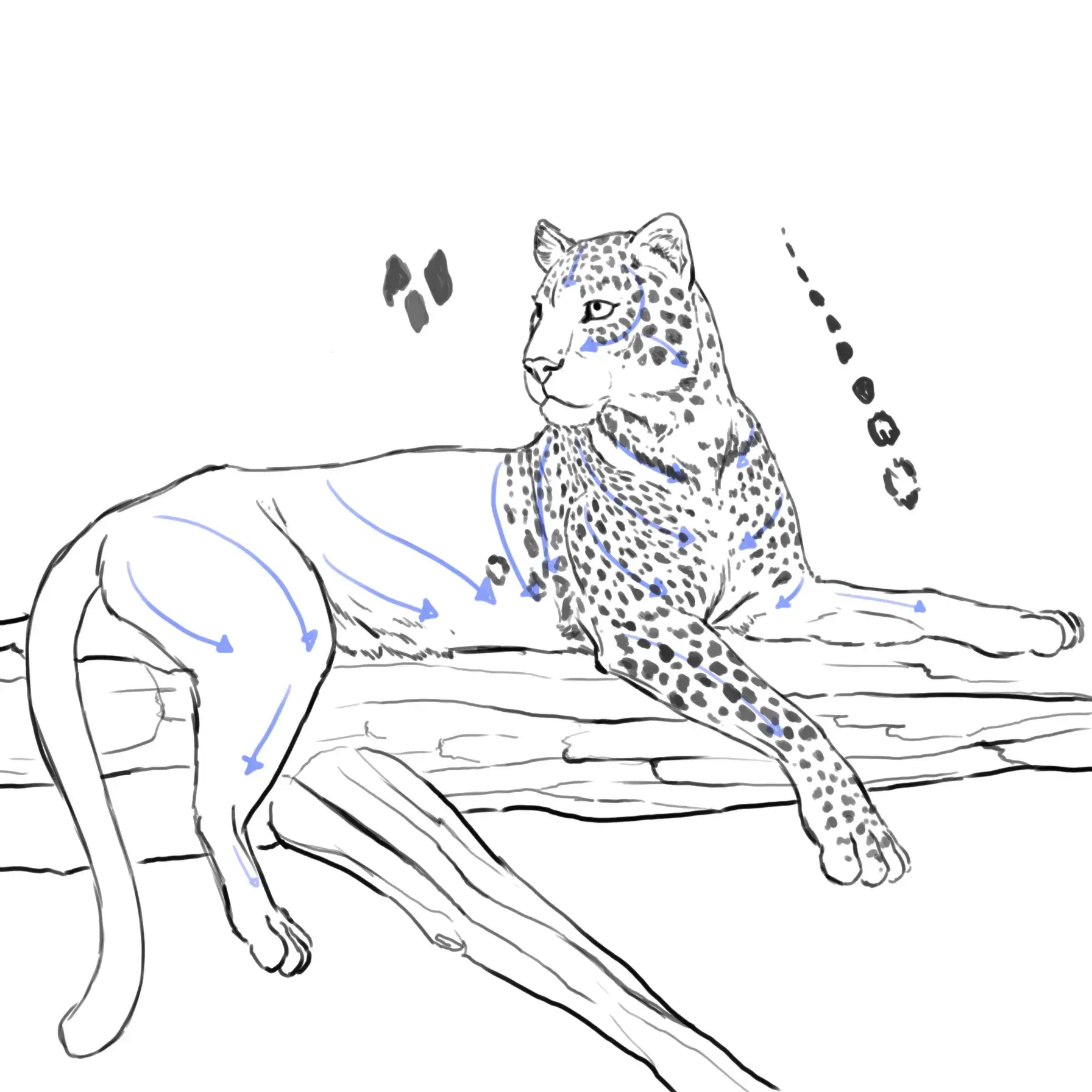 dessiner les taches d’un léopard