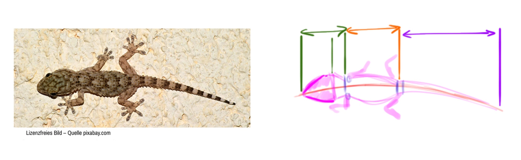 Referenzbild für die Zeichnung der Eidechse