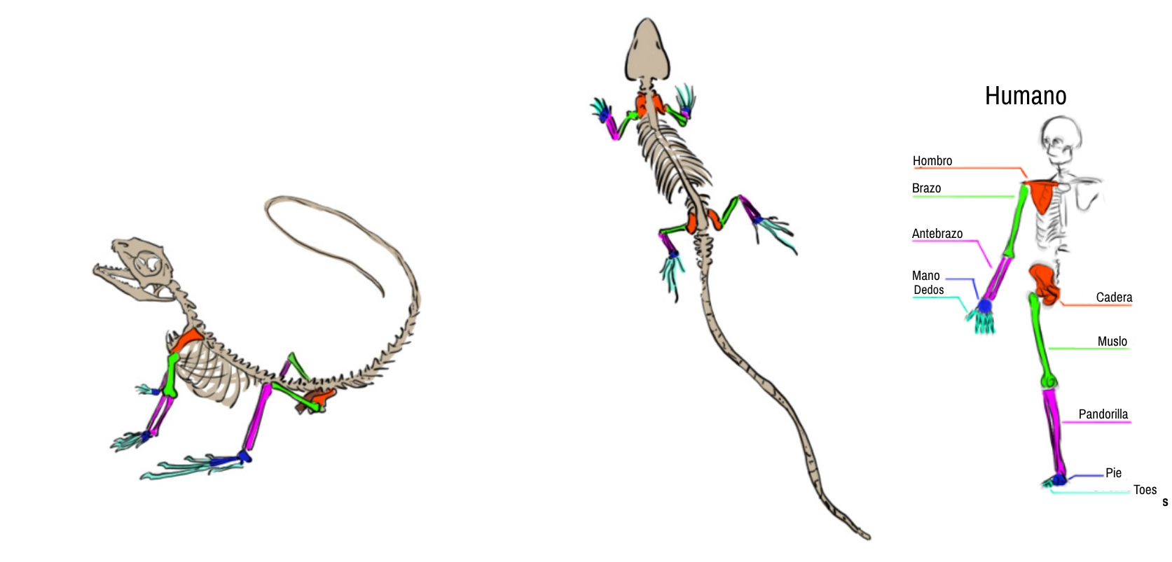 esquema dibujado del esqueleto del lagarto
