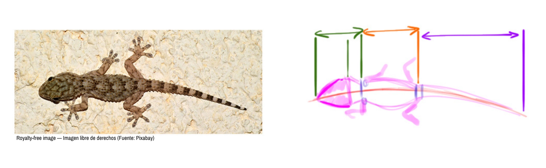 imagen de referencia para el dibujo del lagarto