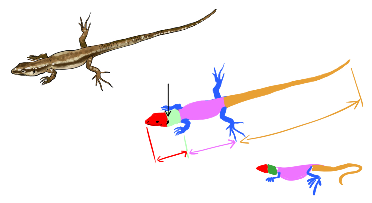 schéma dessiné de la morphologie du lézard