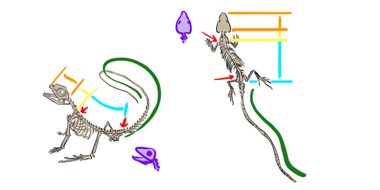schéma dessiné du squelette du lézard