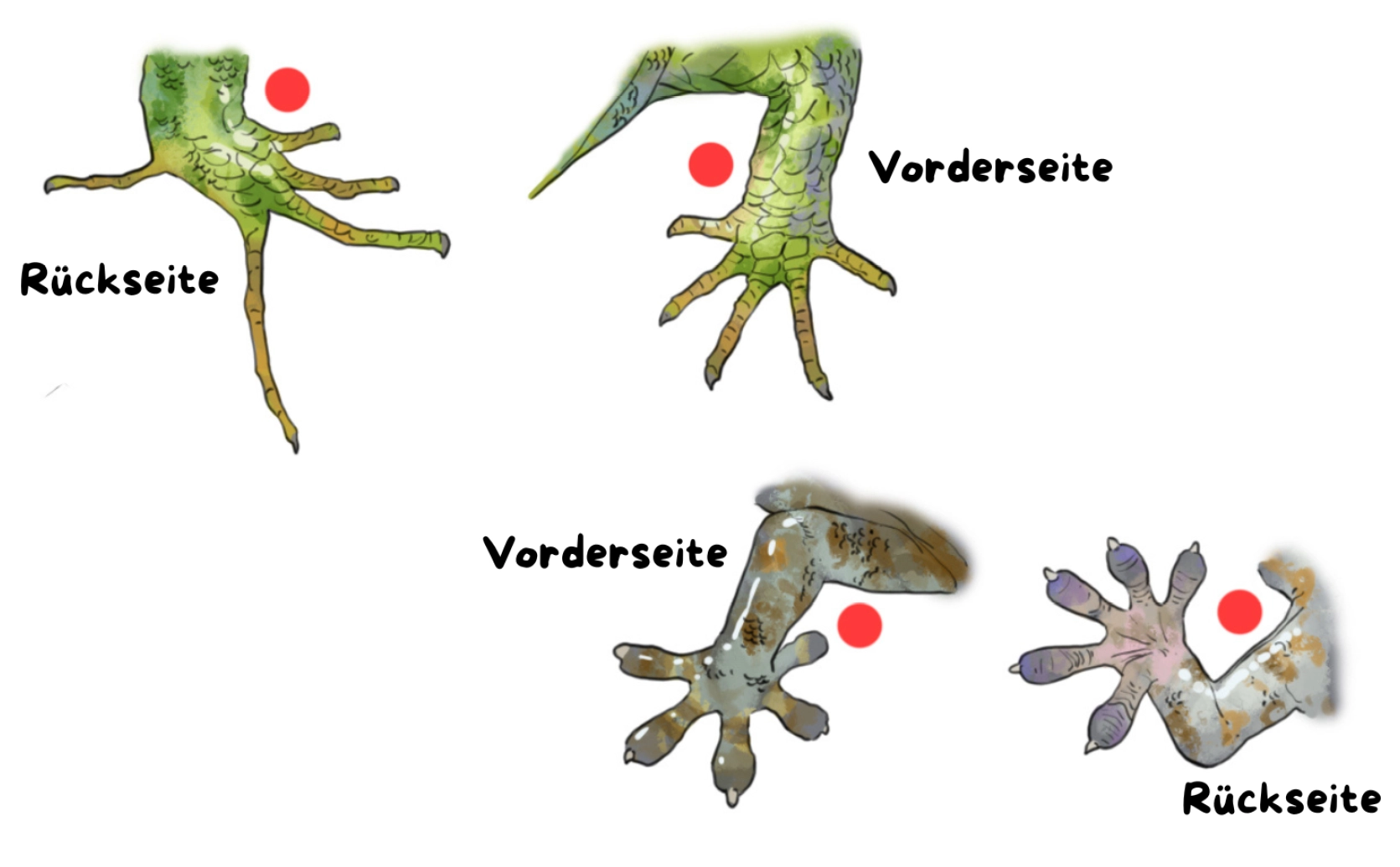 die Beine der Eidechse zeichnen
