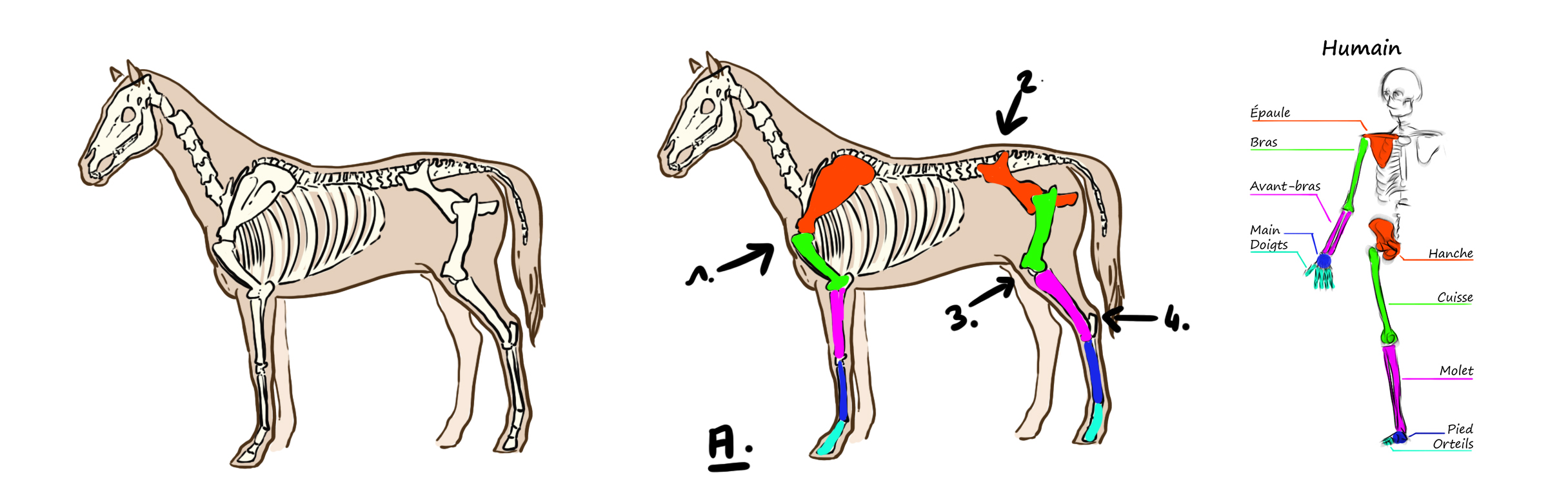 schéma explicatif de la morphologie du cheval en vue du dessin de licorne 1