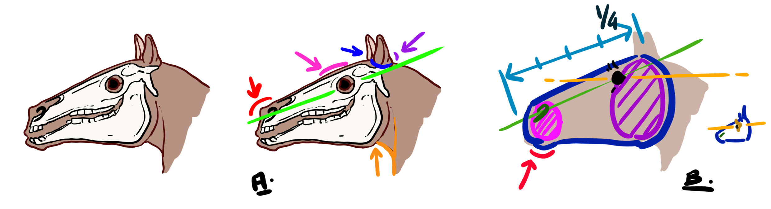 chéma explicatif de la tête du cheval en vue du dessin de licorne 1