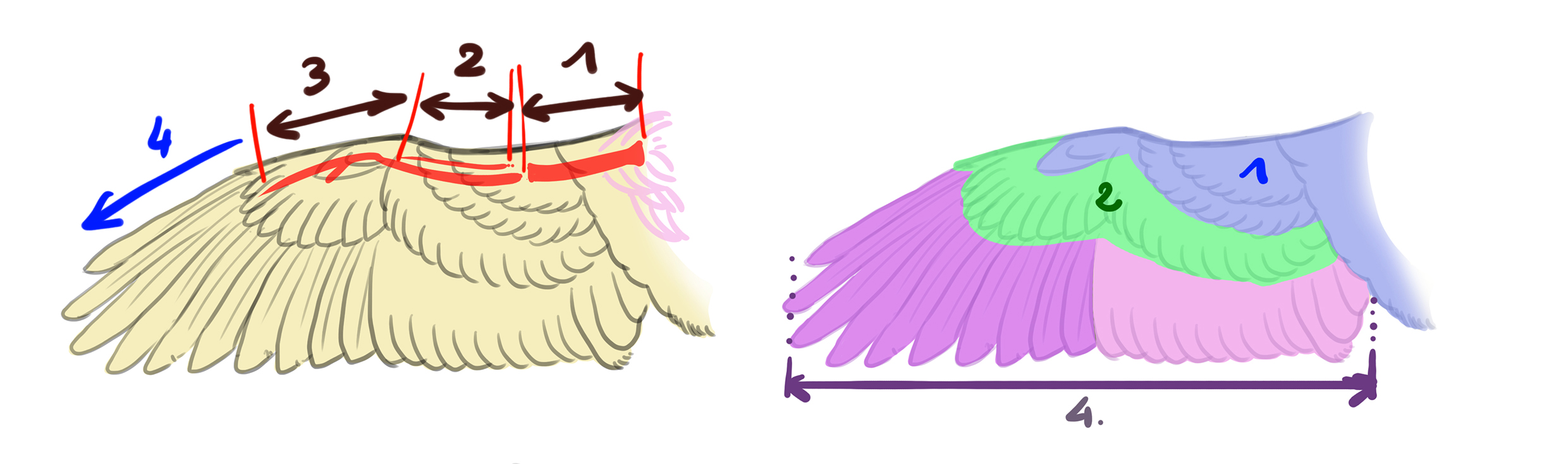 schéma de la structure des ailes