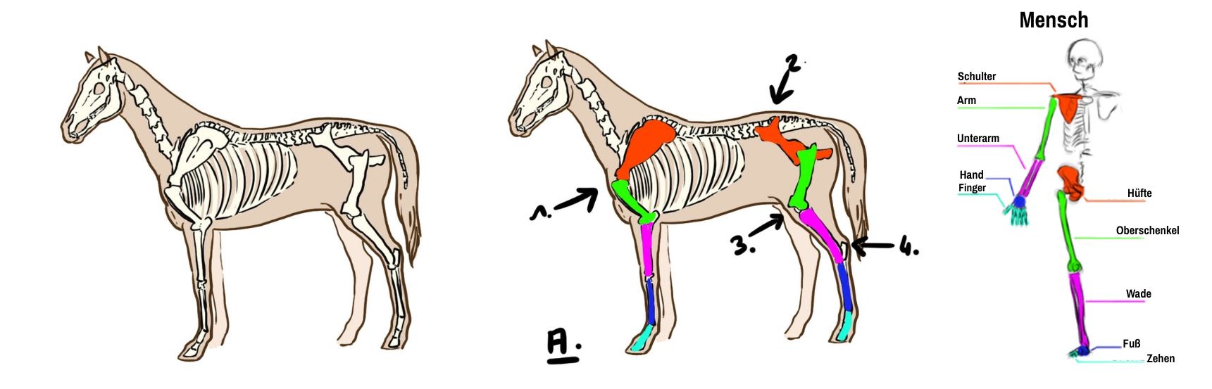 Erläuterndes Schema zur Morphologie des Pferdes für die Zeichnung von Einhorn 1