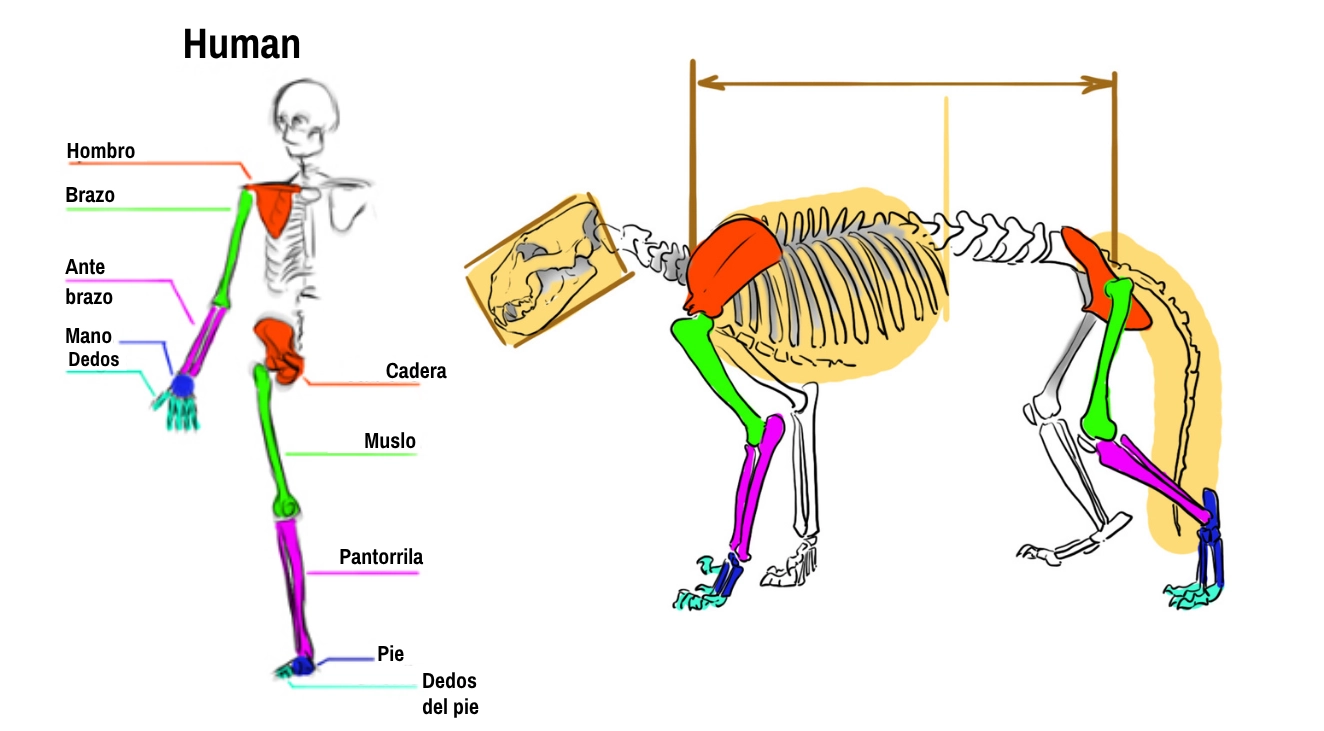 Esqueleto y anatomía del león