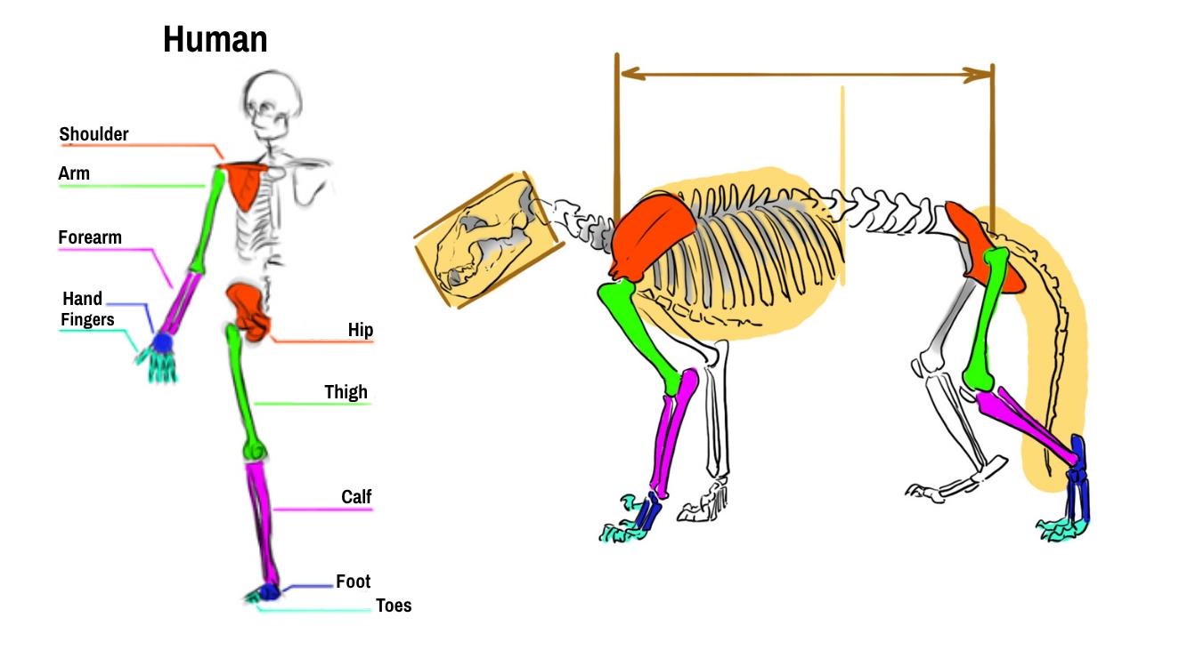 Skeleton and anatomy of the lion
