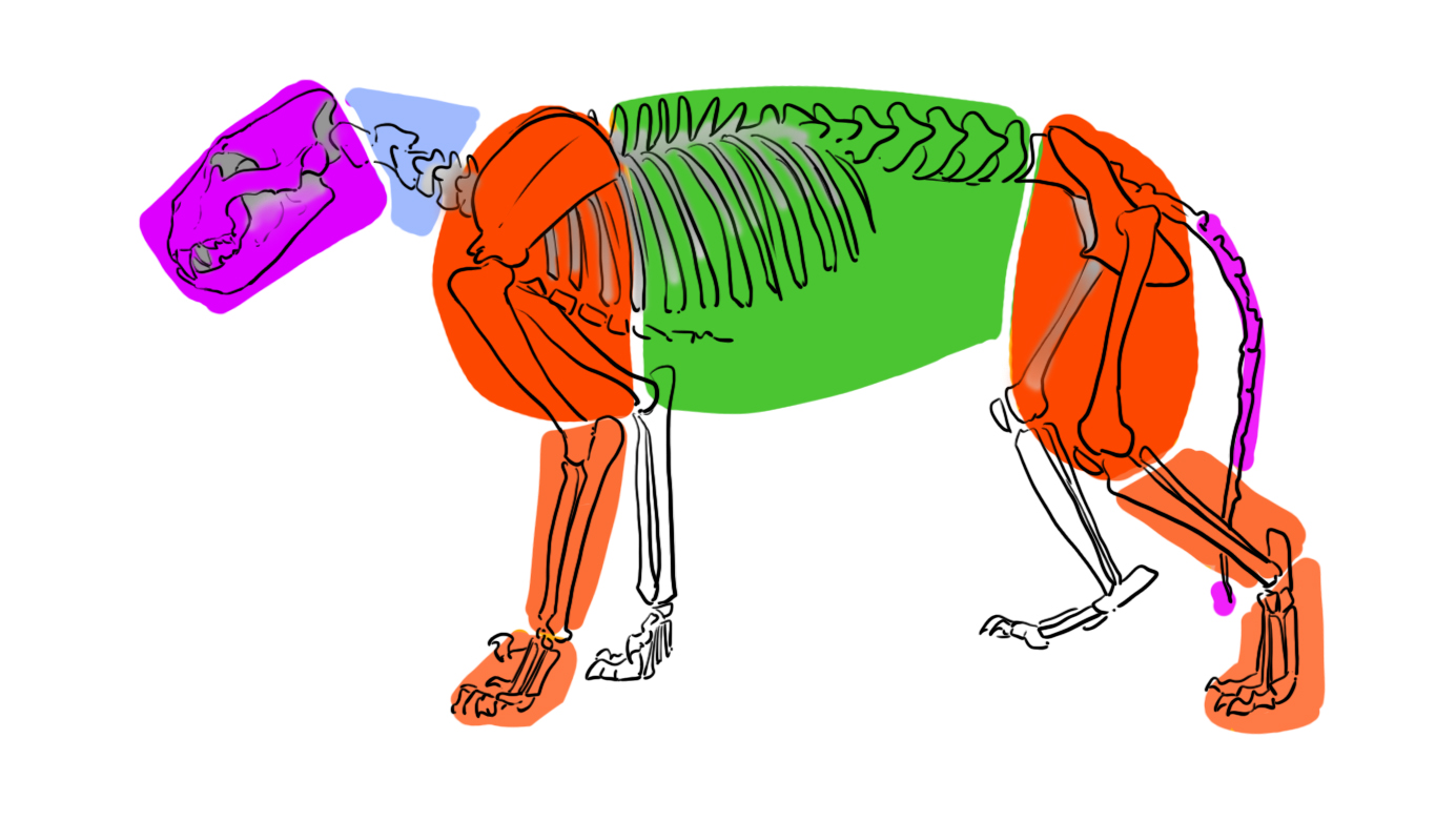 Anatomie et muscles du lion