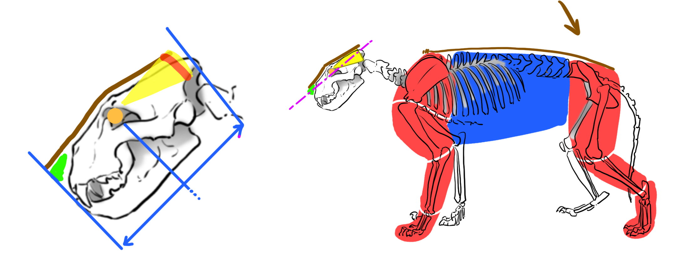 Anatomie et squelette du lion