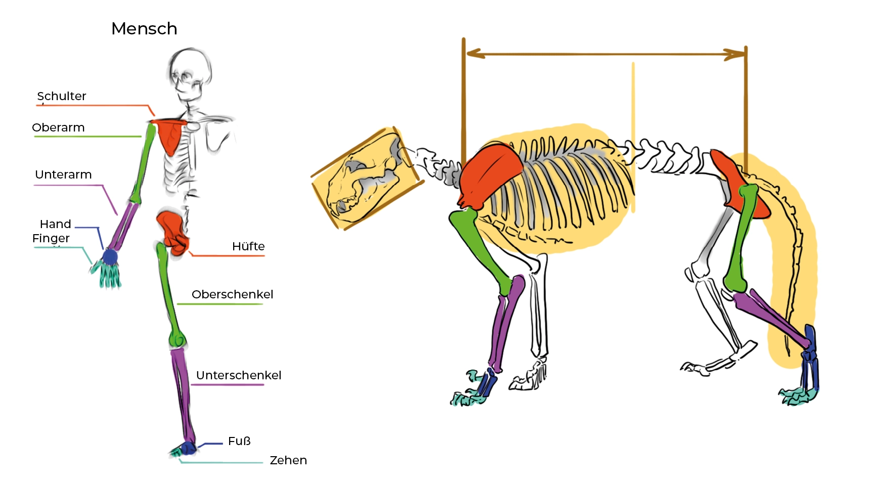 Anatomie und Skelett des Löwen