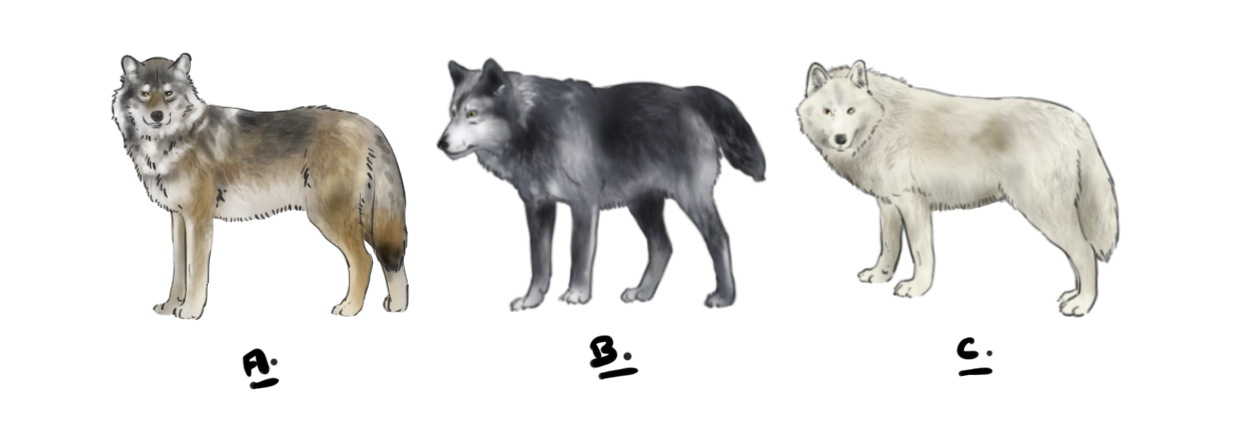 dessiner un loup gris, un loup timberwolf et un loup arctique