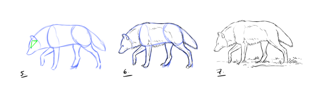 dessiner un loup étape 2