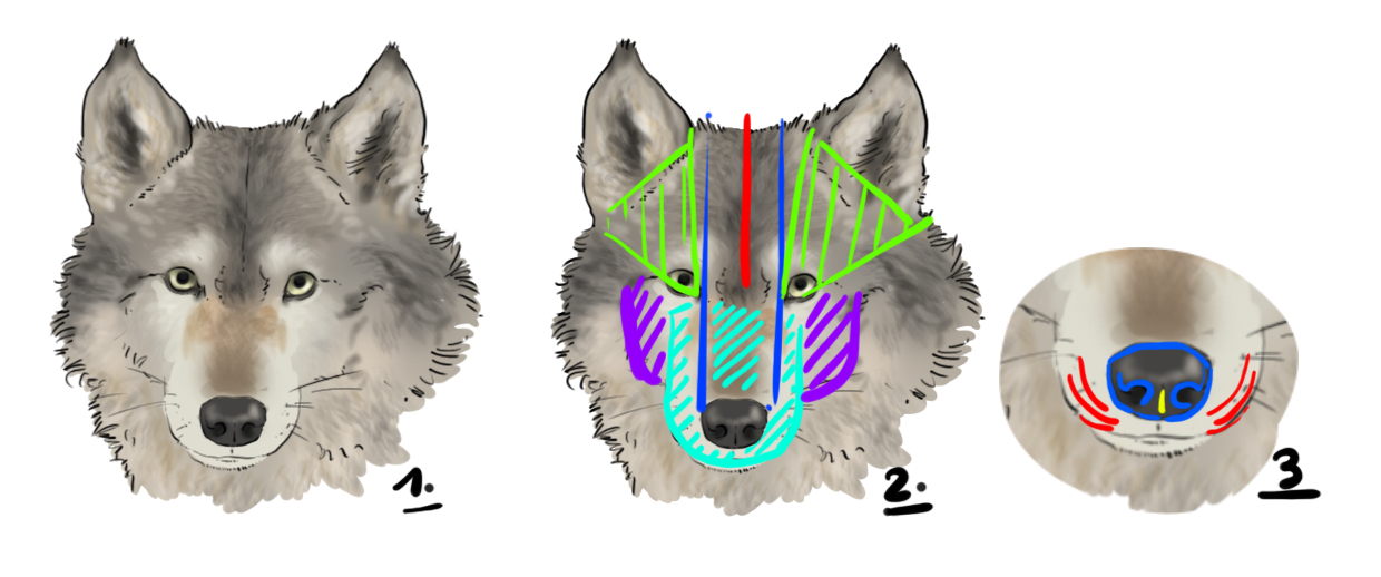 dessiner la tête du loup en vue de profil