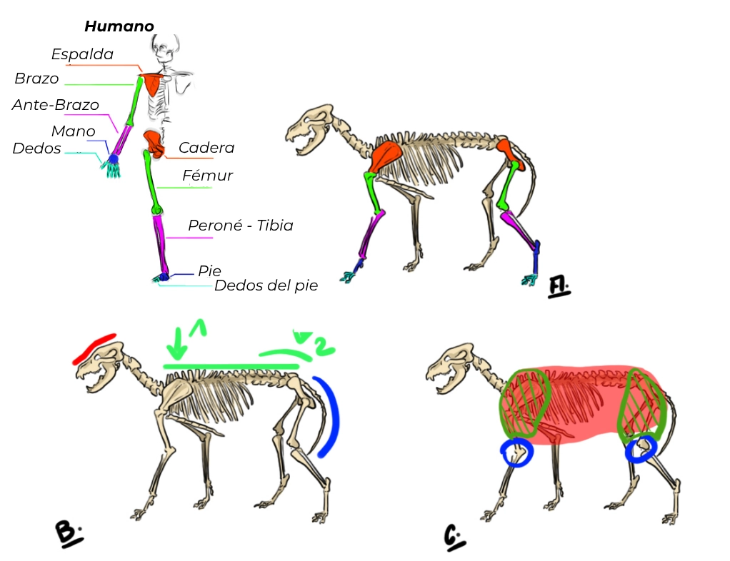 Dibujar el esqueleto del lobo
