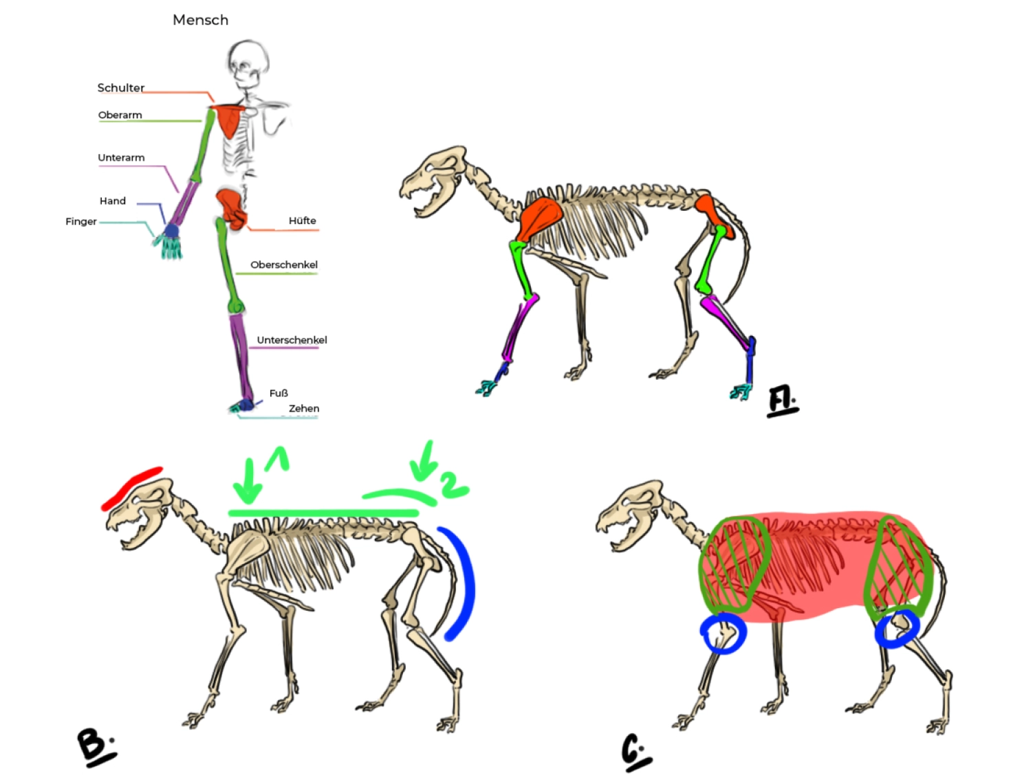 Zeichnen Sie das Skelett des Wolfes