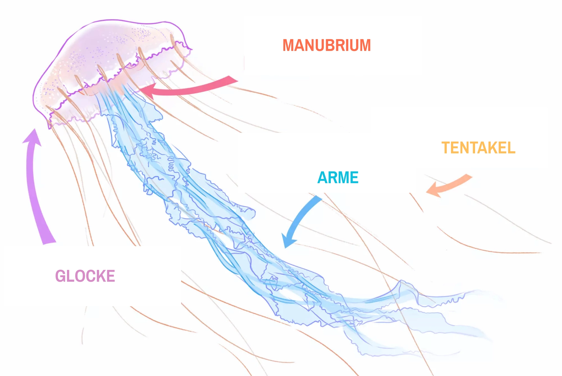 Beschreibende Zeichnung einer Qualle