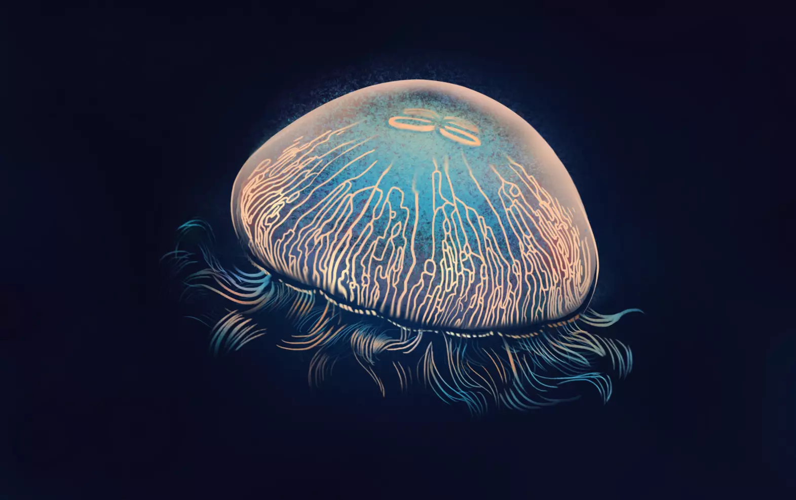 dessin d’une méduse