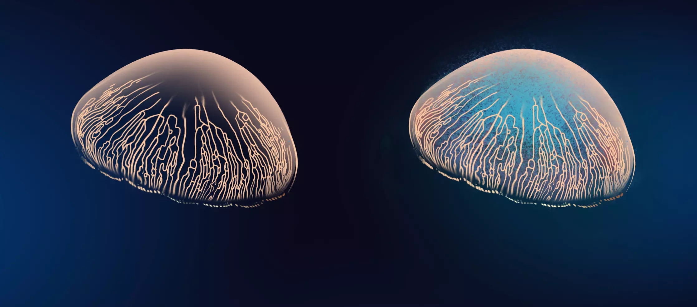 dessin de la texture d’une méduse 