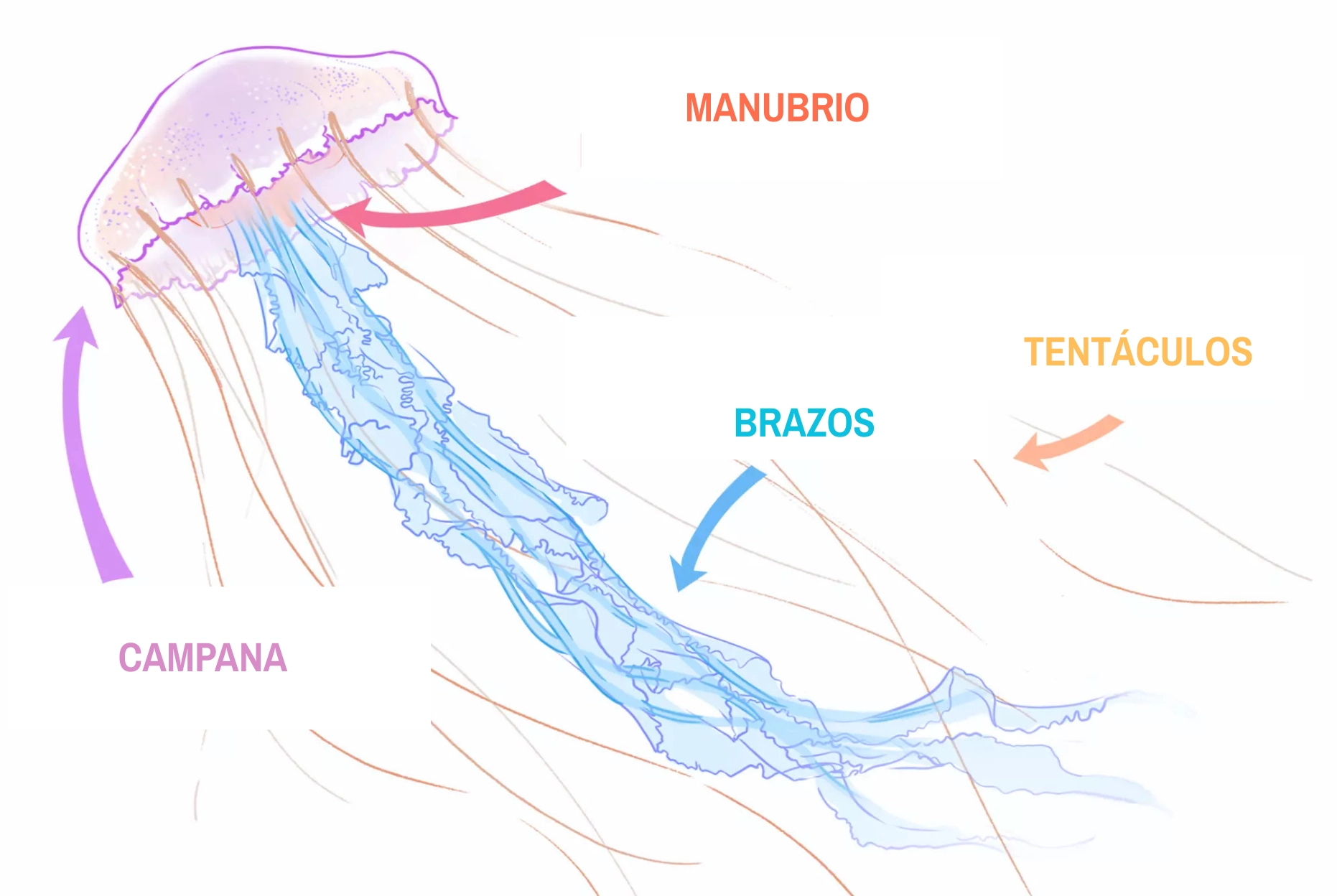 dibujo descriptivo de una medusa