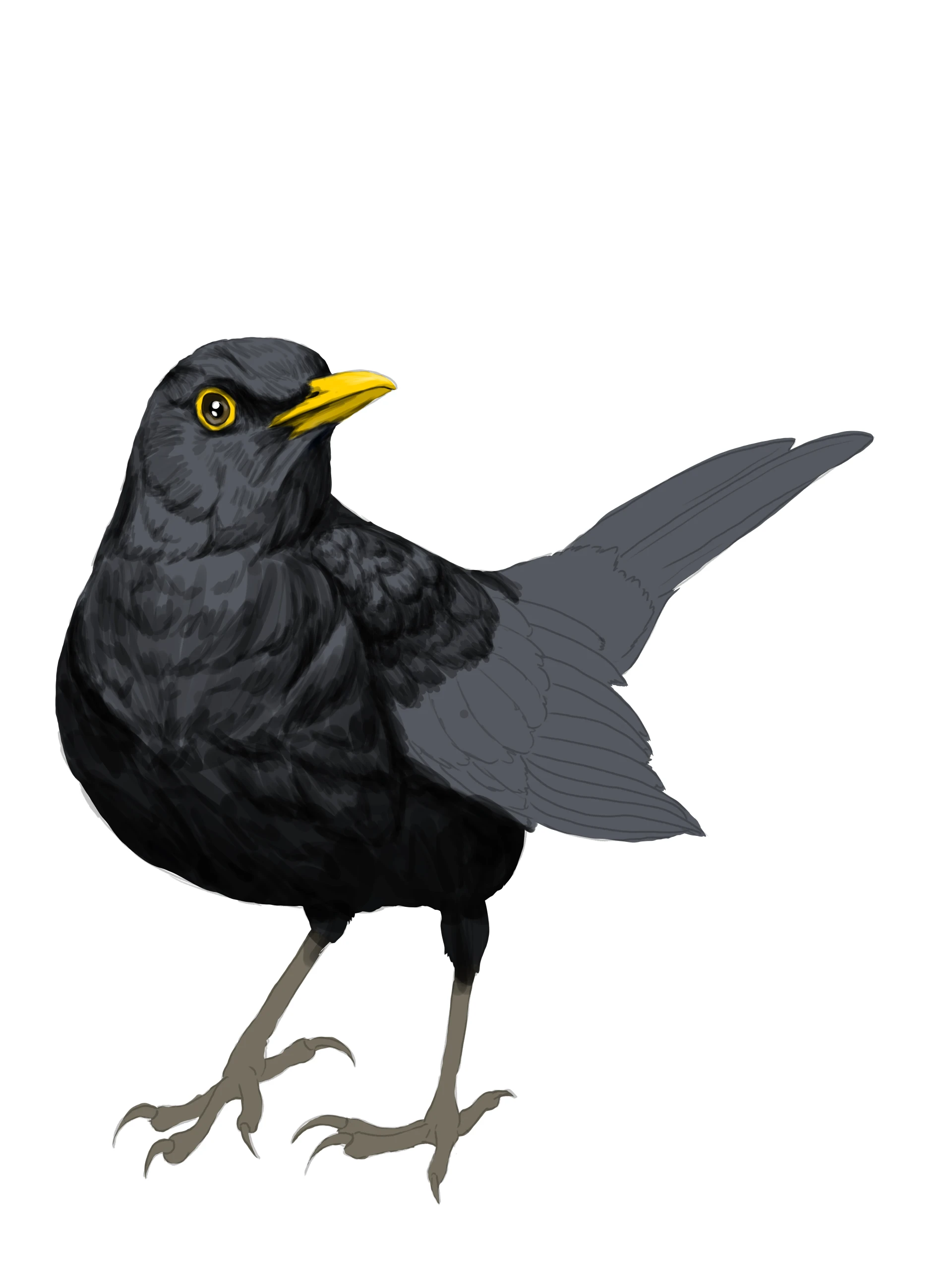 dessiner la couleur des ailes d’un merle