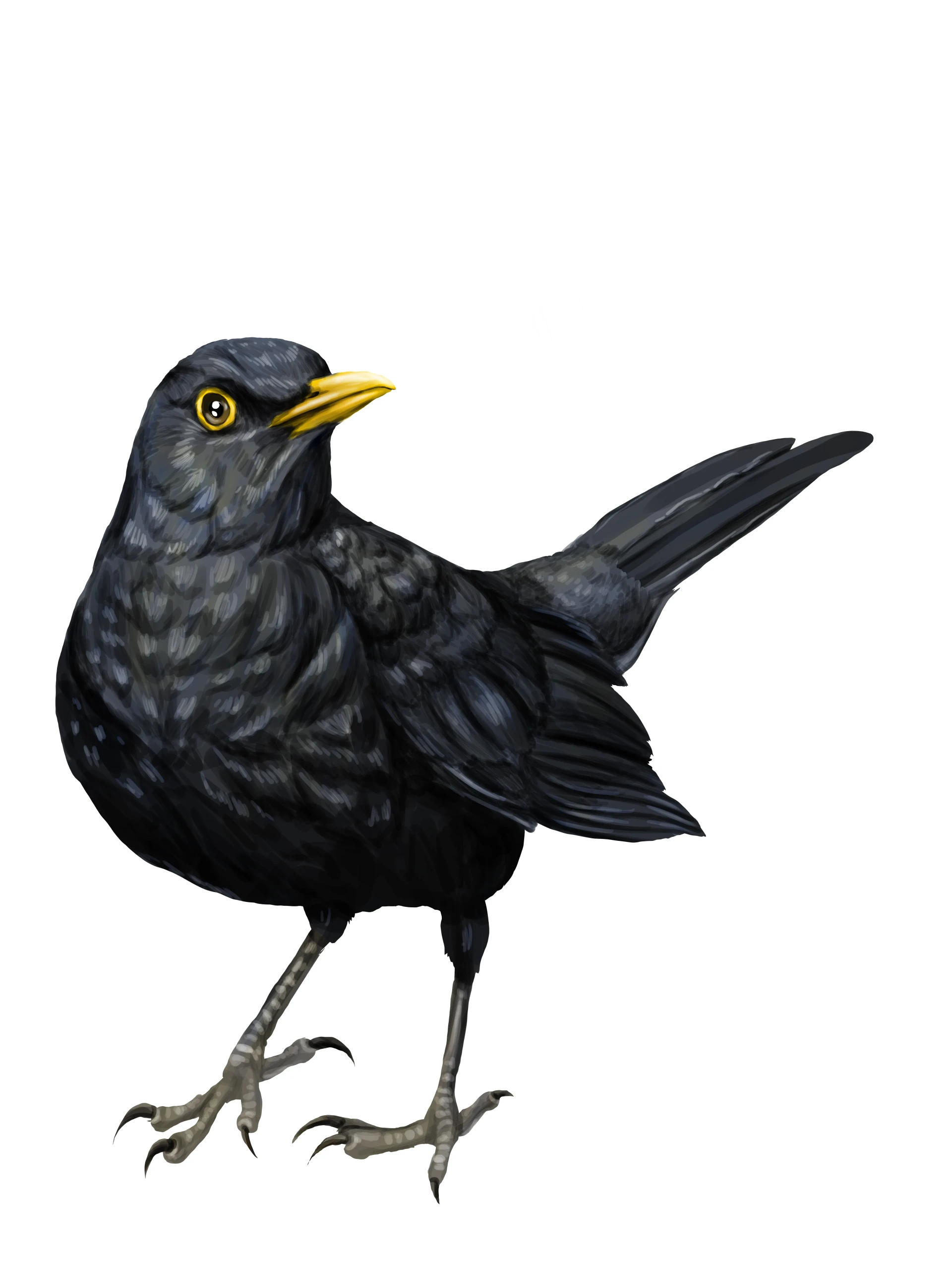 dessiner les détails d’un merle
