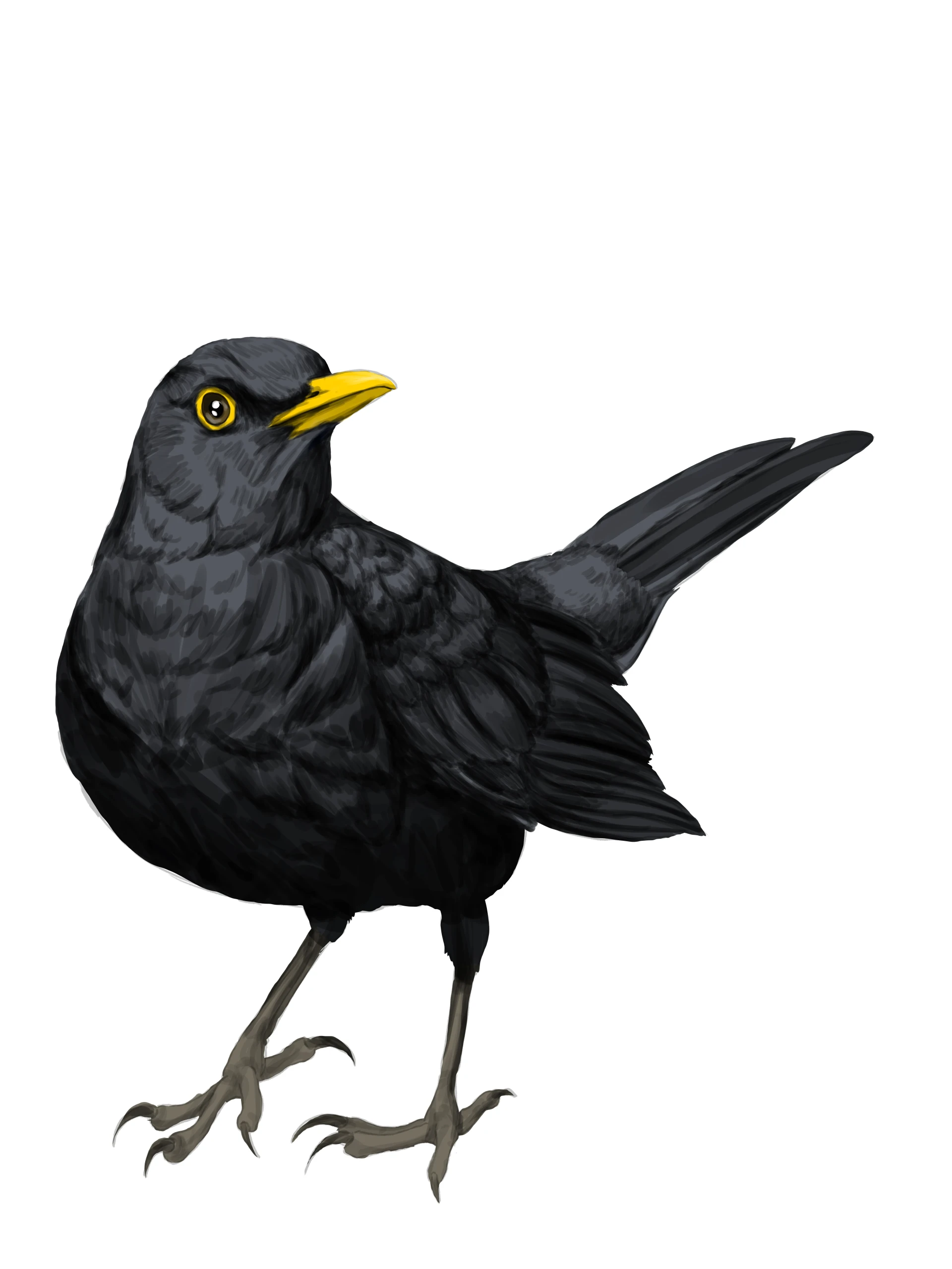 dessiner les ombres des pattes d’un merle