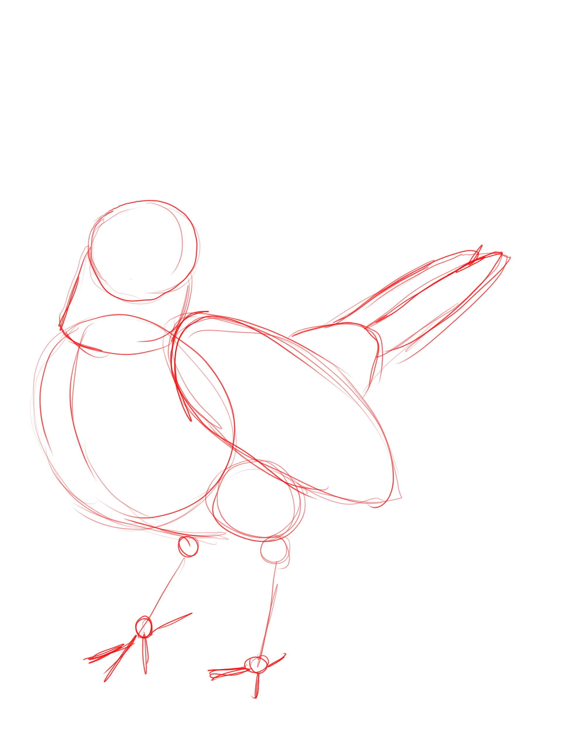 dessiner les pattes d’un merle