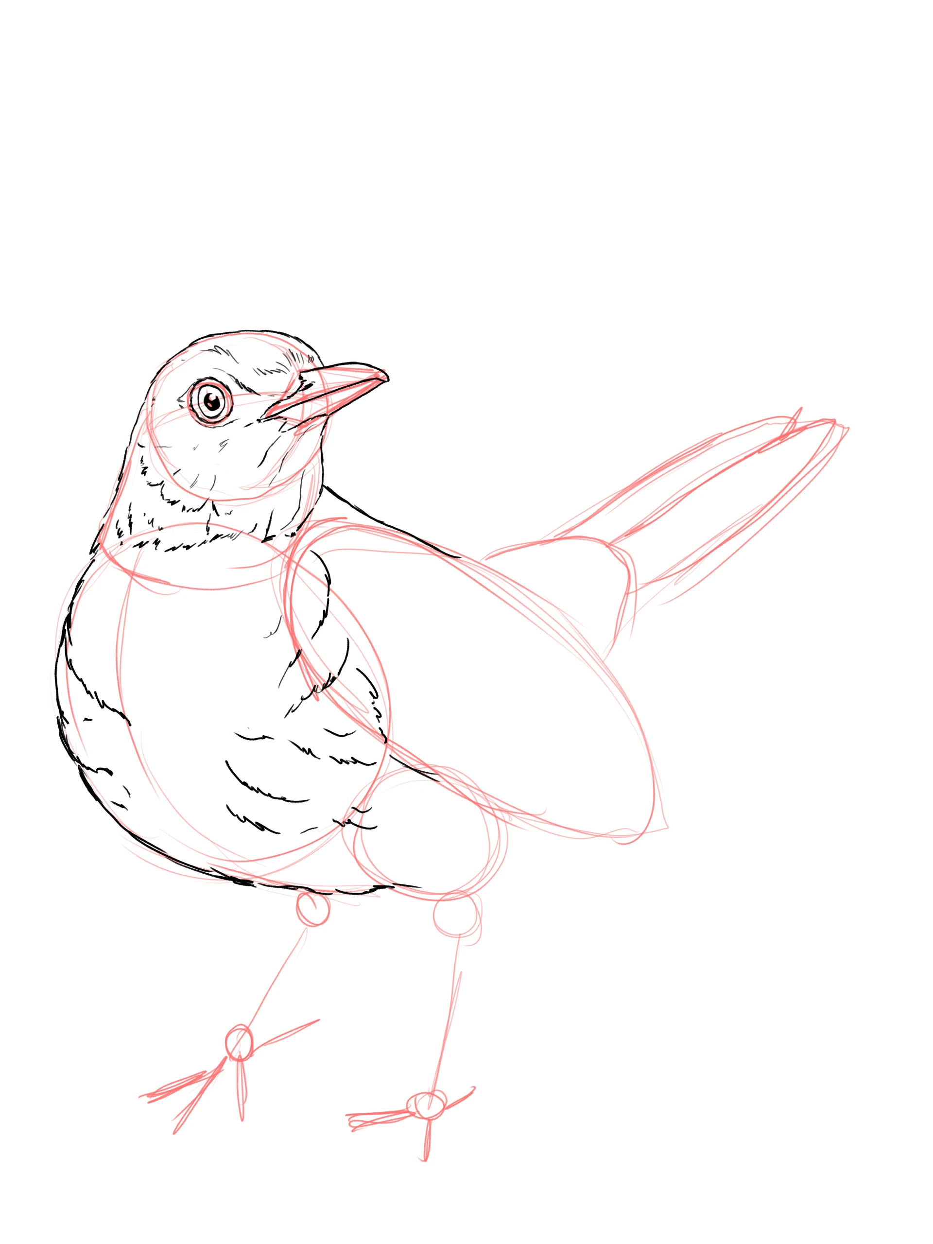 dessiner le plumage de la tête d’un merle