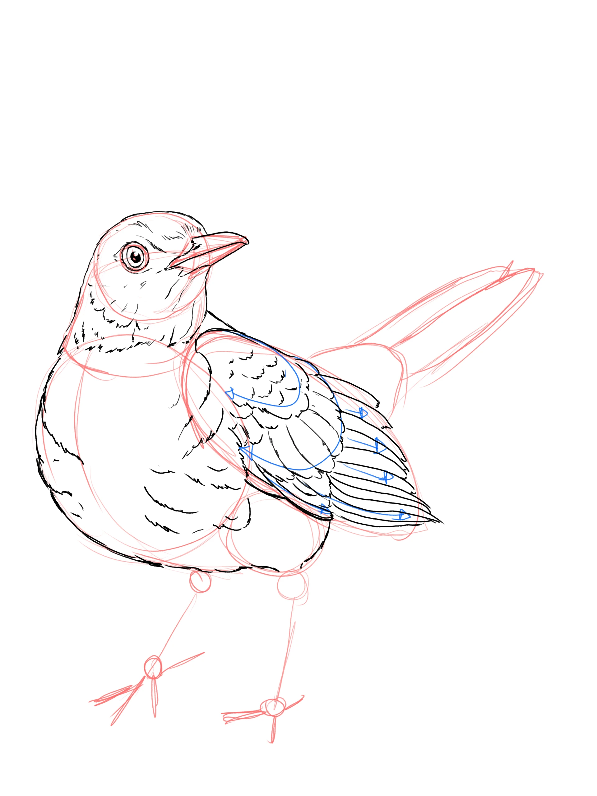 dessiner les plumes d’un merle