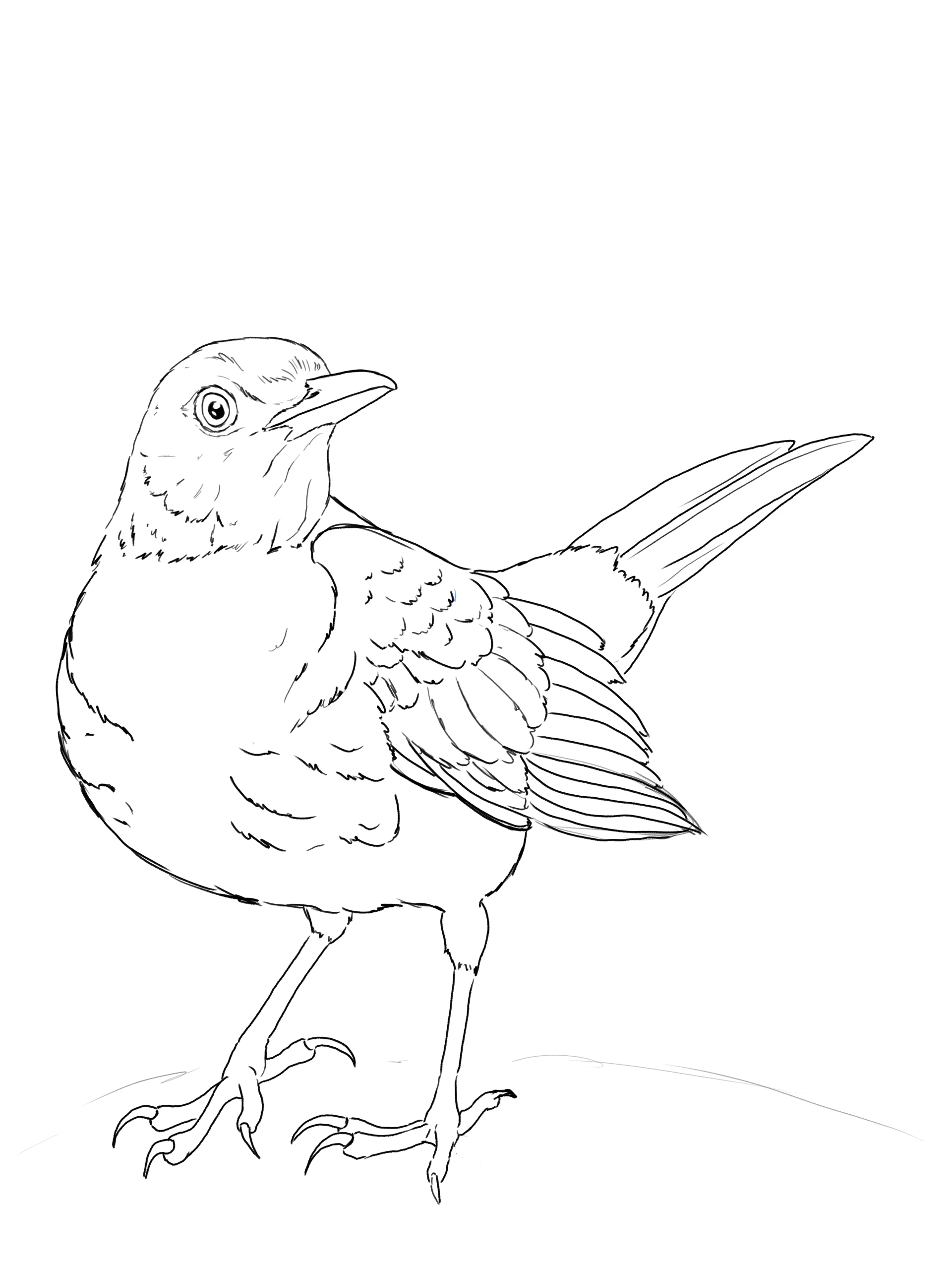 dessiner les plumes de la queue d’un merle