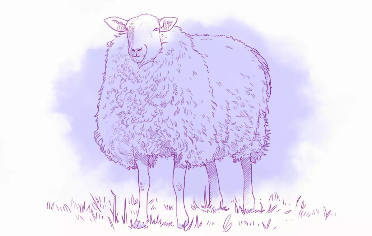dessin en couleur d’un mouton